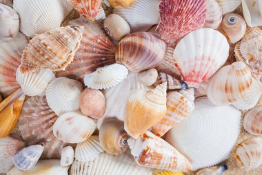 Kabukları ve denizyıldızı kum plajındaki. Yaz arka plan. Yaz co