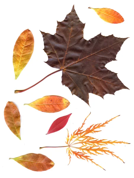 Hösten torkade blad isolerad på vit — Stockfoto