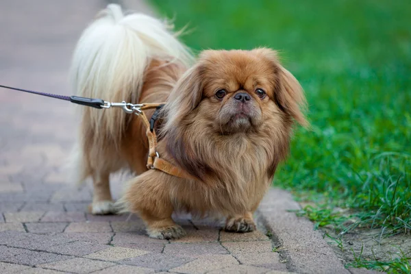 Beautiful pekingese on grass — Stock Photo, Image