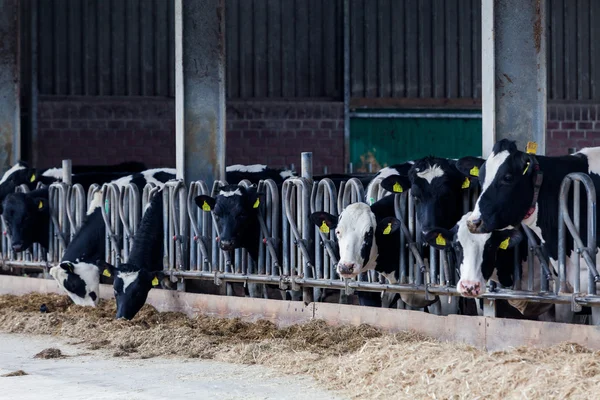 Vacas en una granja. Vacas lecheras en una granja. —  Fotos de Stock