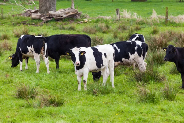 Un branco di mucche. Mucche su un campo verde. mucche sul prato — Foto Stock