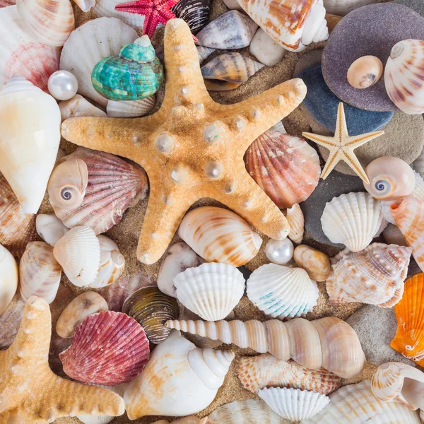 Muscheln und Seesterne am Sandstrand. Sommer-Hintergrund. Sommerco — Stockfoto