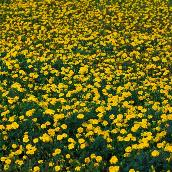 Yellow flowers 6 — Stock Photo, Image