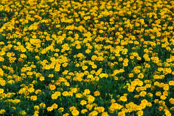 Yellow flowers 6 — Stock Photo, Image