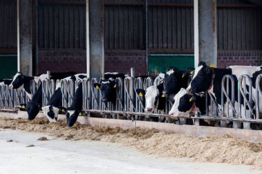 Çiftlikteki inekler. Çiftlikteki süt inekleri.