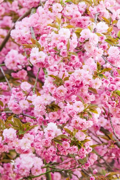 Beautiful pink flowers. lilac flowers. — Stock Photo, Image