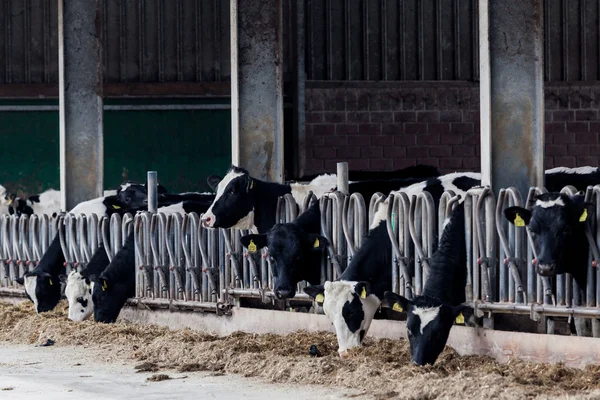 Koeien op een boerderij. Melkkoeien op een boerderij. — Stockfoto