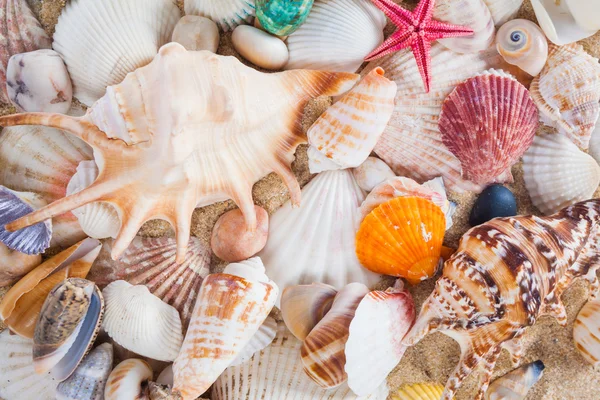 Shells and starfish on sandy beach. Summer background. Summer co — Stock Photo, Image