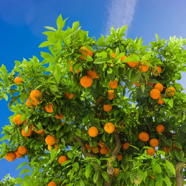 Un oranger. oranges suspendues à la branche, verger d'oranger — Photo