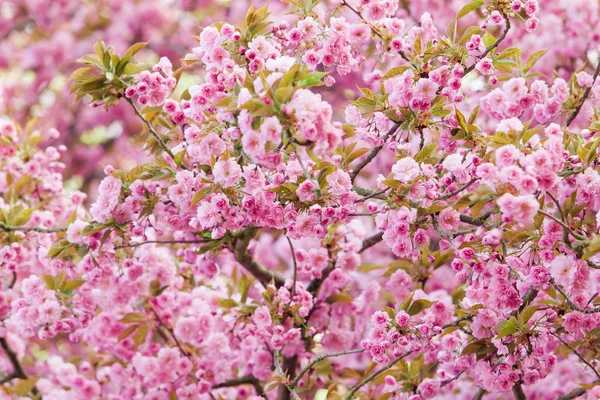 Beautiful pink flowers. lilac flowers. — Stock Photo, Image