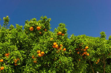 Portakal ağacı. portakal dalda, turuncu meyve bahçesi asılı