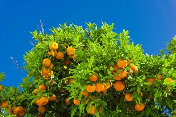 Un oranger. oranges suspendues à la branche, verger d'oranger — Photo