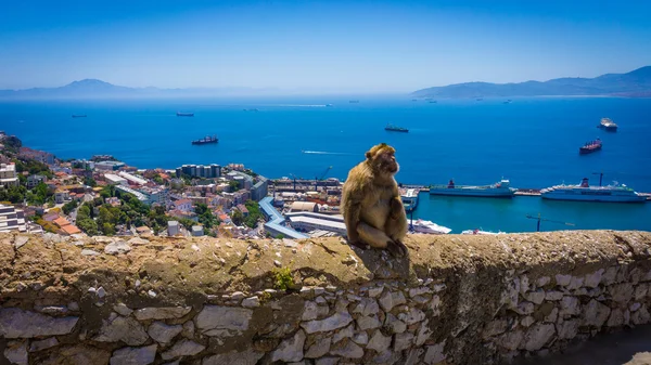 Macaco em gibraltar — Fotografia de Stock