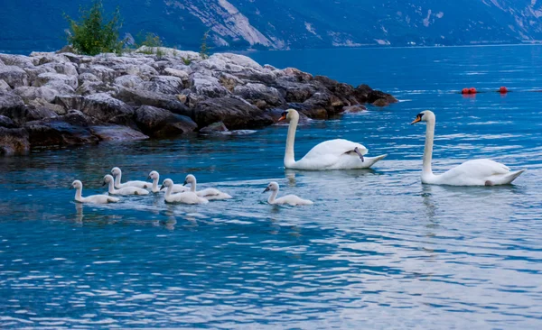 Labutě na jezeře. Labutě s mláďata. Labuť se mláďata. Ztlumení — Stock fotografie