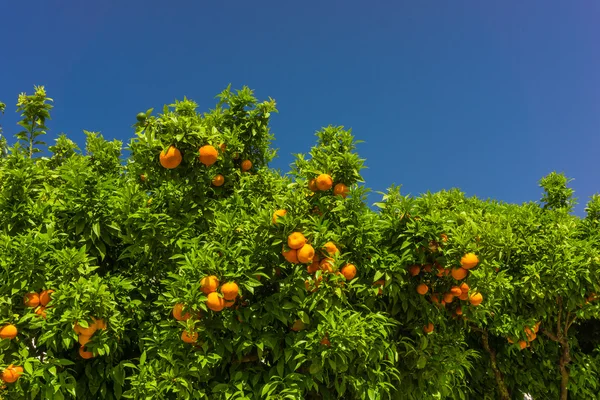 Laranjeira. laranjas penduradas no ramo, pomar laranja — Fotografia de Stock