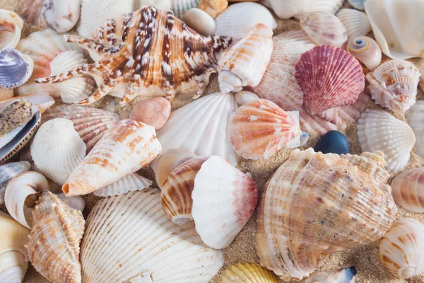 Coquilles et étoiles de mer sur une plage de sable fin. Fond estival. Été co — Photo