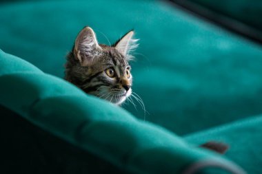 Kedi yavrusu çok güzel. gri kedi yavrusu