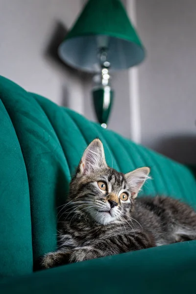 自宅で面白い子猫 猫がベッドに寝そべって — ストック写真