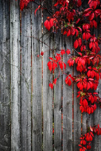 Natural Fence Tree Leaves Change Color Autumn — Stock Photo, Image