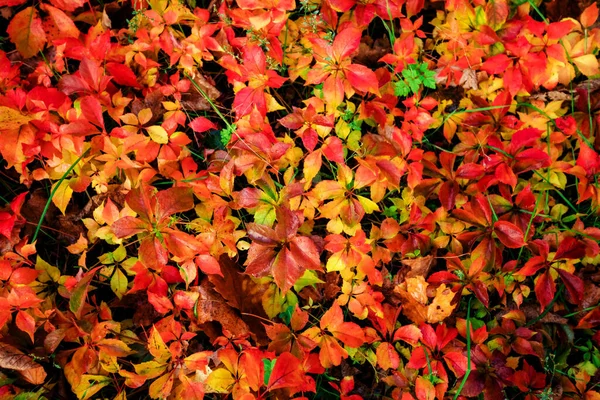Естественный Забор Осенью Листья Деревьев Меняют Цвет — стоковое фото