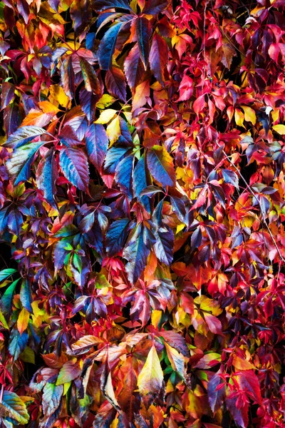 Natuurlijk Hek Boom Bladeren Van Kleur Veranderen Herfst — Stockfoto