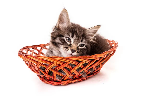 Mignon Petit Chaton Dans Panier Osier Sur Fond Blanc — Photo