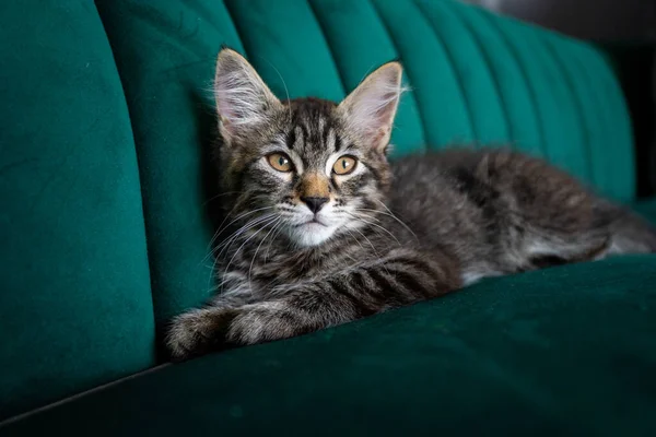 Котёнок Красивый Серый Котёнок — стоковое фото