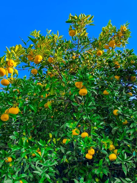 Apelsinfrukter Träd Odling Frukt — Stockfoto