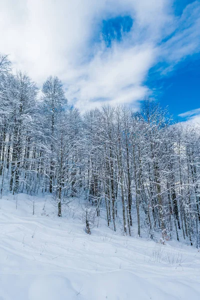 冬天的雪覆盖了山里的树木 — 图库照片