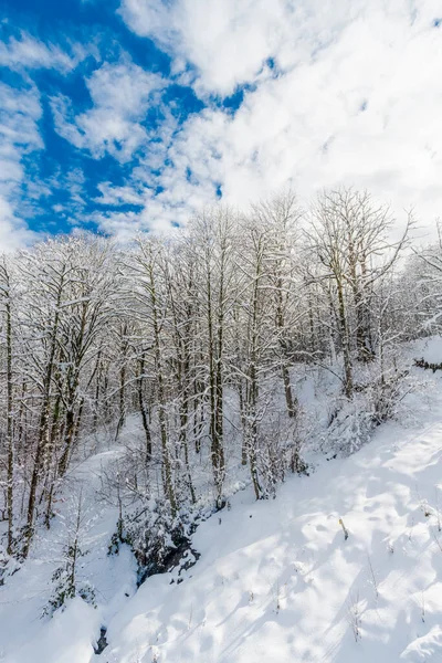 Зимний Снег Покрыл Деревья Горах — стоковое фото