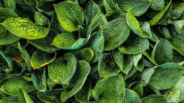 Yakın çekim tropikal yeşil yapraklar doku ve koyu ton süreci