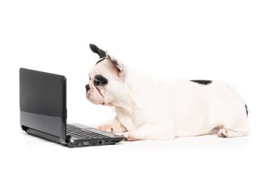 Bilgisayar portresi beyaz üzerine izole edilmiş Fransız bulldog köpeği.