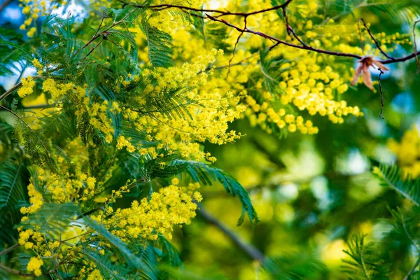 Blossoming Mimosa Tree Yellow Flowers Blooming — Stock Photo, Image