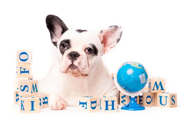 French Bulldog Puppy Portrait Isolated White — Stock Photo, Image