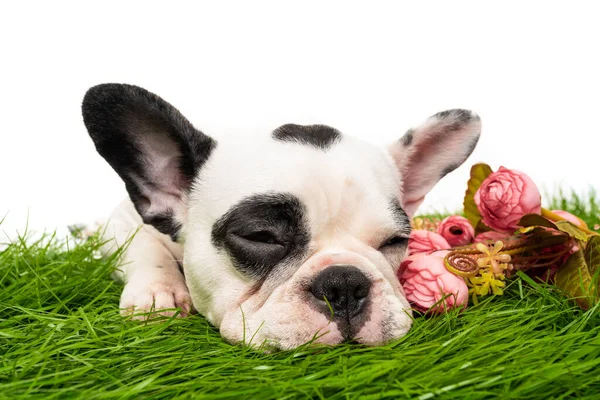 Bulldog Francés Durmiendo Aislado Sobre Fondo Blanco — Foto de Stock