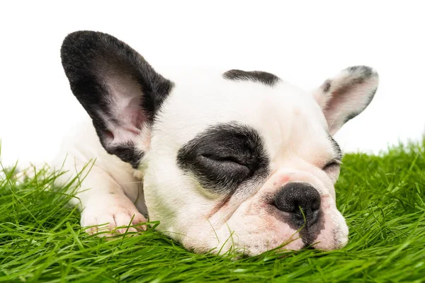フランスのブルドッグ子犬の肖像画上の白 — ストック写真