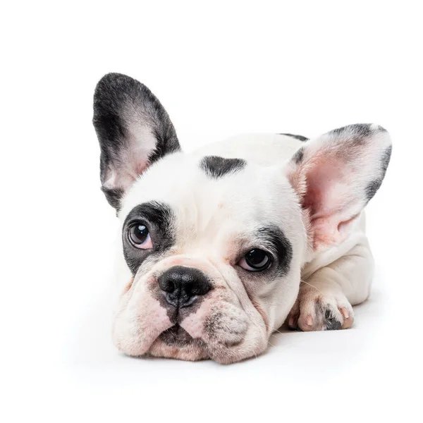 Chiot Bulldog Français Isolé Sur Blanc — Photo