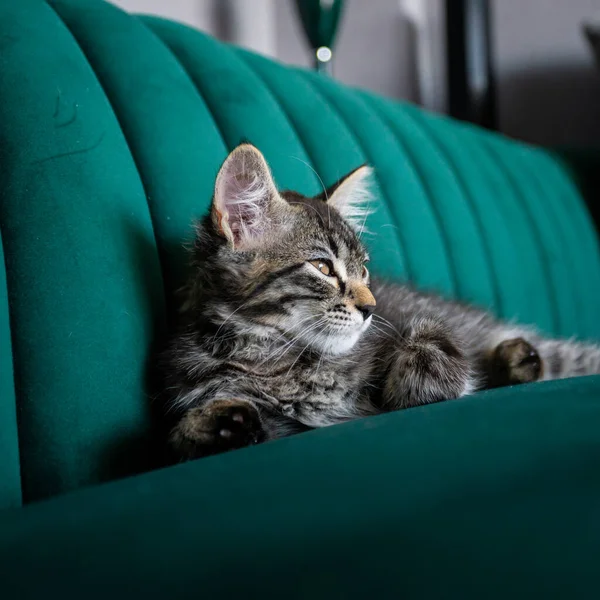 Kattungen Väldigt Vacker Grå Kattunge — Stockfoto