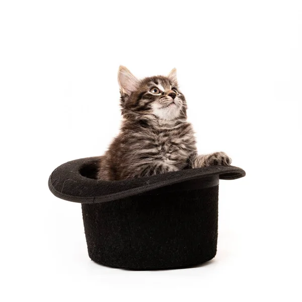 Pequeño Gatito Sentado Sombrero Aislado Sobre Fondo Blanco — Foto de Stock