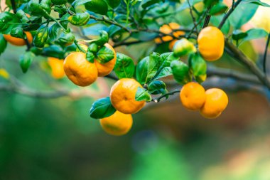 Ağaçta olgun mandalinaların yakın çekimi 