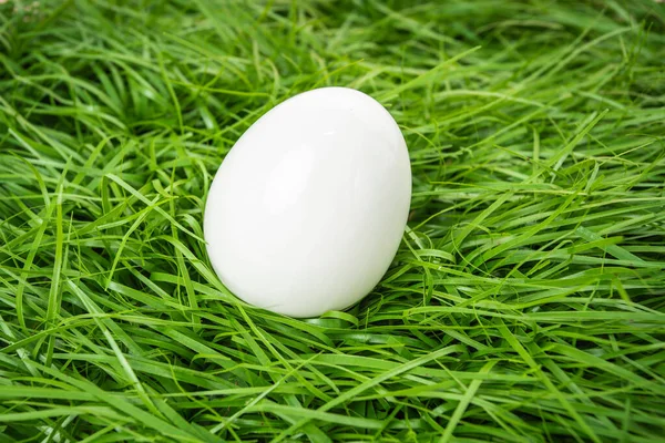 White Chicken Egg Lies Green Grass — Stock Photo, Image