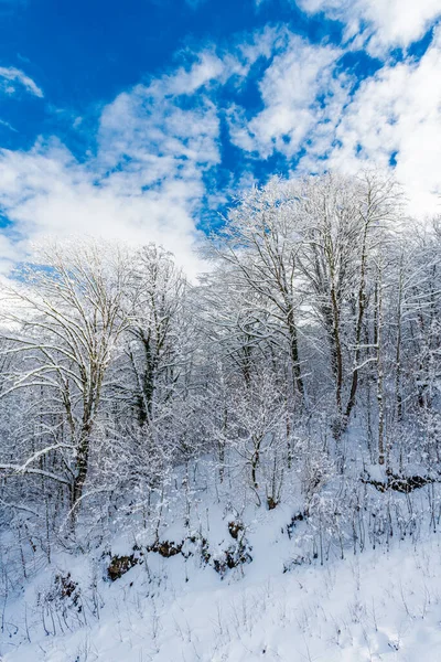 Wintersneeuw Bedekt Bomen Bergen — Stockfoto