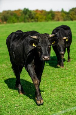 Çayırdaki sığırlar. İnekler yeşil alanda. 