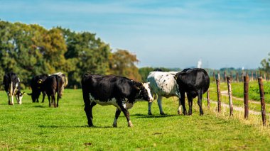 Çayırdaki sığırlar. İnekler yeşil alanda. 
