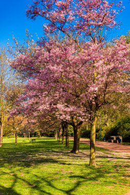 Baharda kiraz ağacı. Sakura Çiçekleri Arkaplanı
