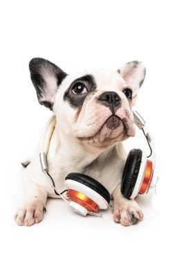 Köpek kulaklıkla müzik dinliyor. Beyaz sırtında izole edilmiş.