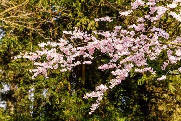 Piękne Kwitnące Drzewo Jasnoniebieskim Tle Nieba — Zdjęcie stockowe