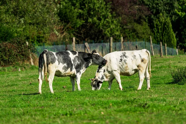 牧草地の牛 緑のフィールドに牛 — ストック写真
