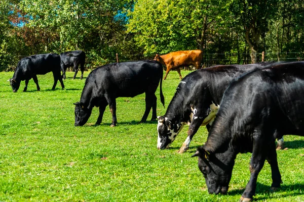 Nötkreatur Ängen Kor Ett Grönt Fält — Stockfoto