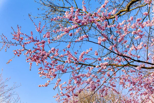 Ciliegio Primavera Sakura Fiori Sfondo — Foto Stock